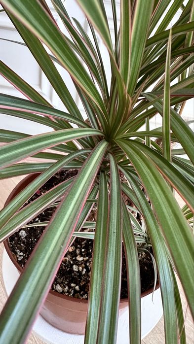 Комнатные цветы. Драцена маргината вариегатная