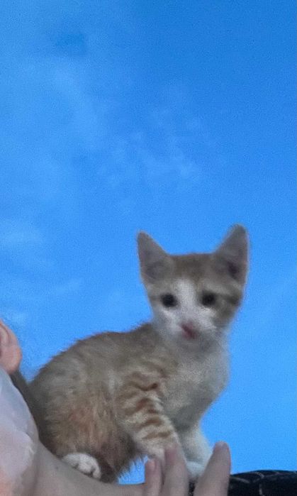 Donez pisica calico sterilizata si puii ei