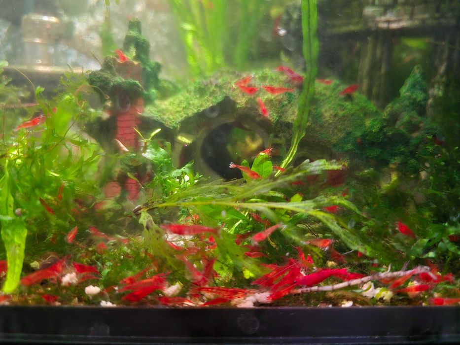 Скариди блъди мери