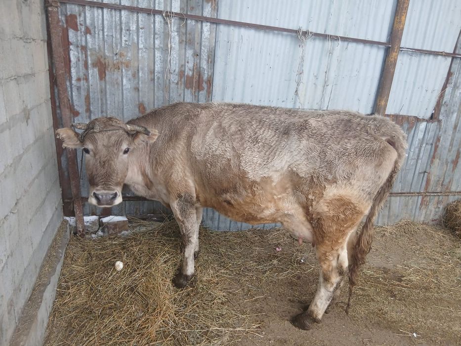 Сутти сиыр 3 -ши Тума бузауымен сатылады