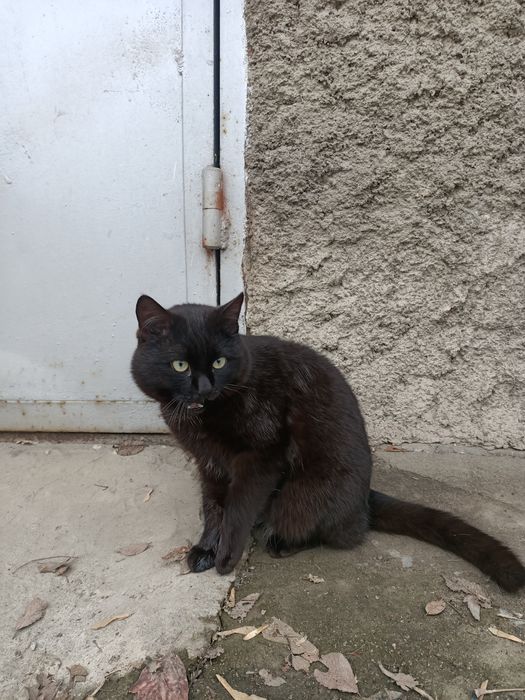 Домашние животные