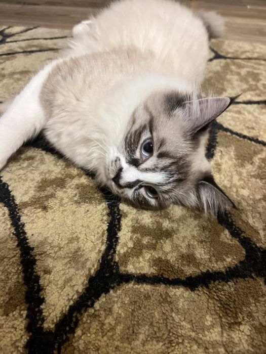 Кошку в добрые руки