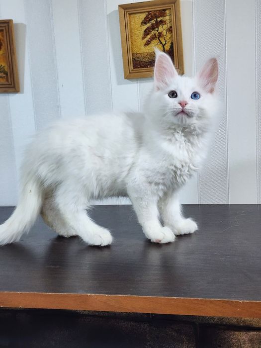 Котята из питомника