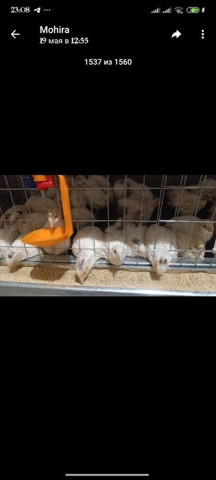 Uy sharoitida yetishtirilgan bedana tuxumlari