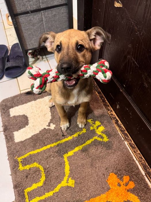 Собака  девочка щенок бесплатно даром