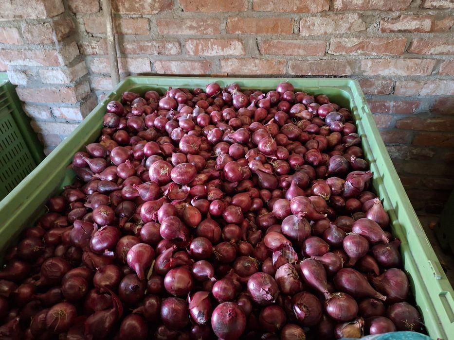 Ceapa de vânzare roșie si galbena