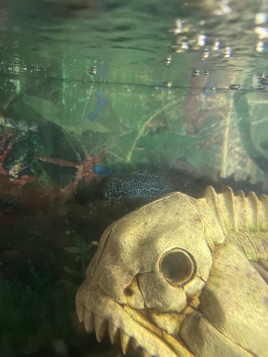 Продам рыбок символически