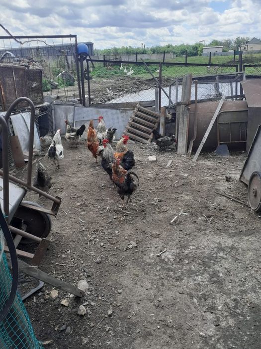 Продам гусей и петухов
