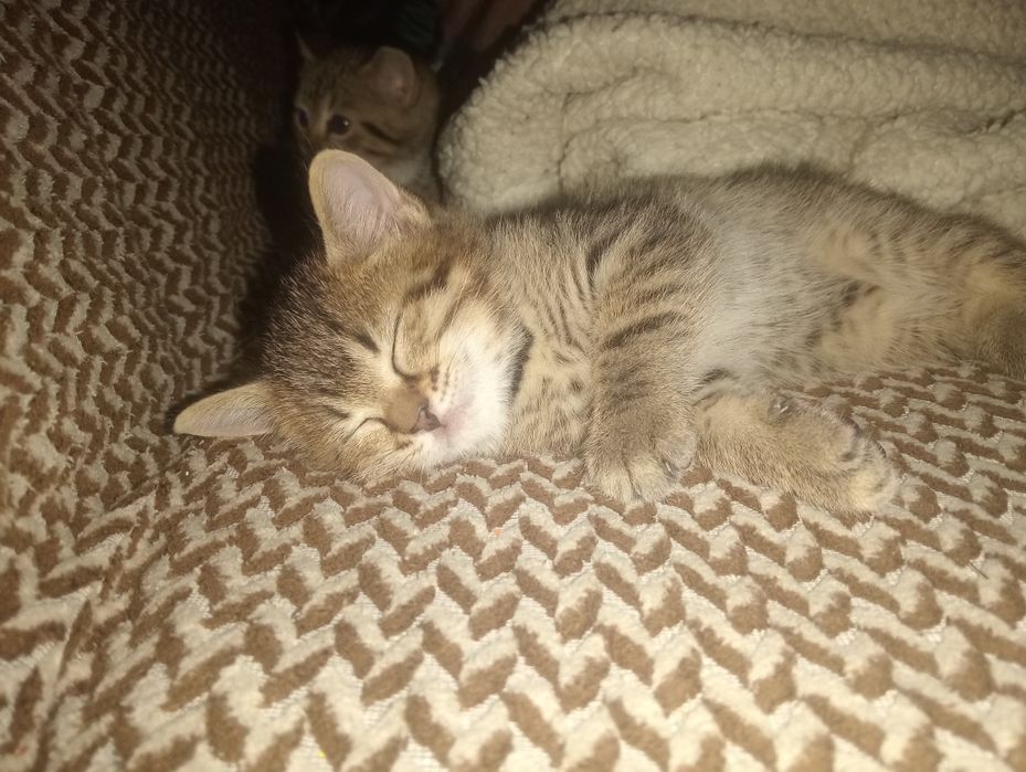 Отдам котенка в добрые руки