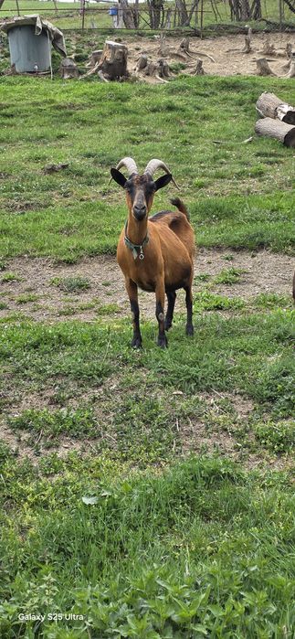 Țap alpin francez ciut,o capră și un ied