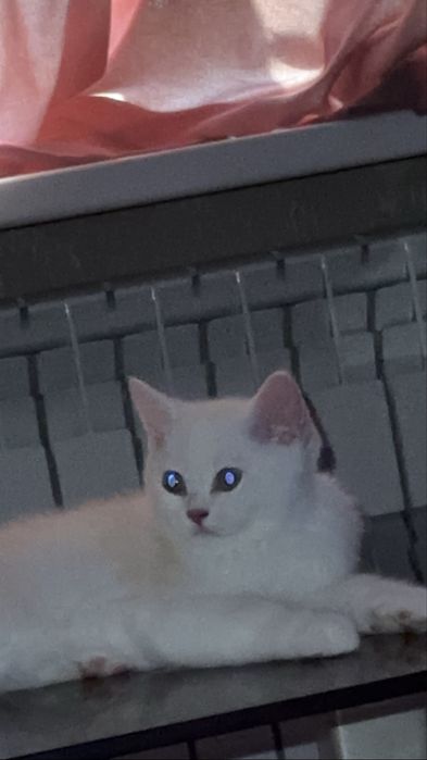 Котенок мальчик