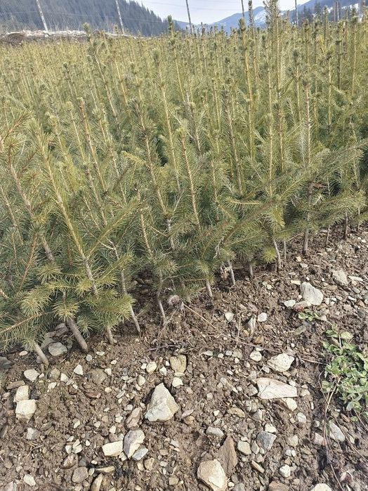 Puieti de brad si Molid