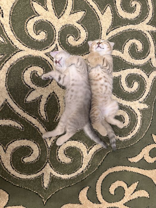 Котята шиншилла-шотланская вислоухие