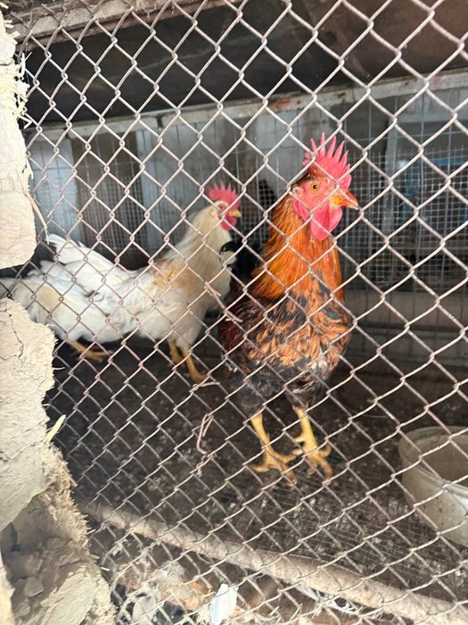 Хурозлар сотилади арзон нархда