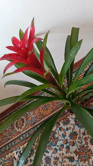 Красивая Гузмания