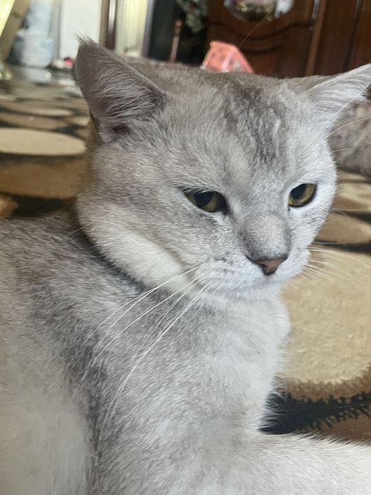 Кот для вязки , нужна кошка срочно