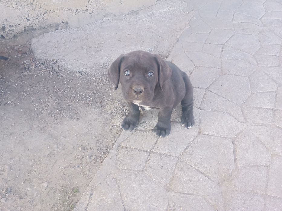 Кане Корсо продавам