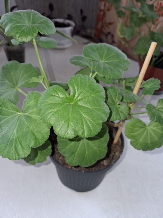 Комнатные   цветы