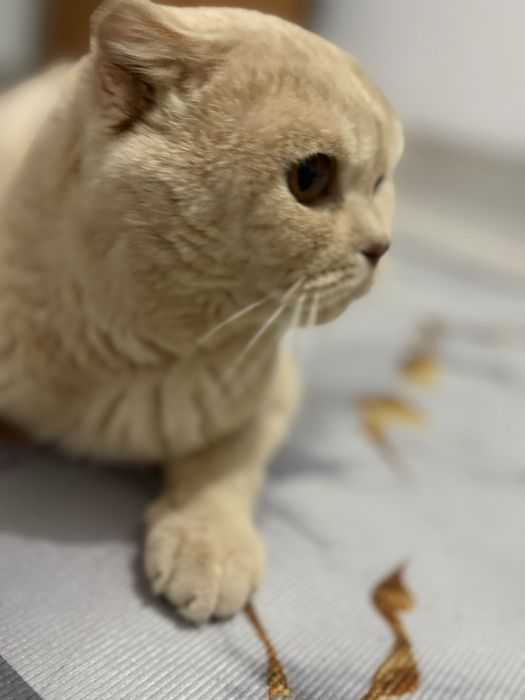 Отдам шотланского кота