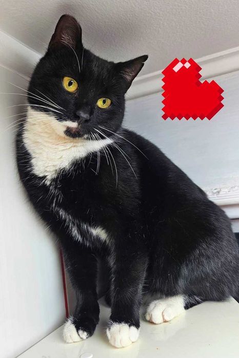 Adoptie pisica neagra castrata Bloom