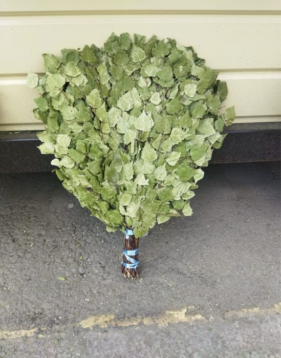 Банные березовые веники