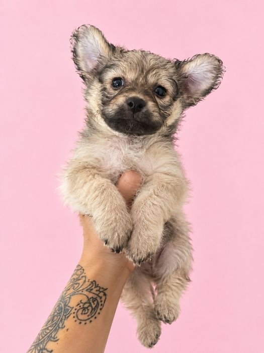 Chihuahua mini toy superb