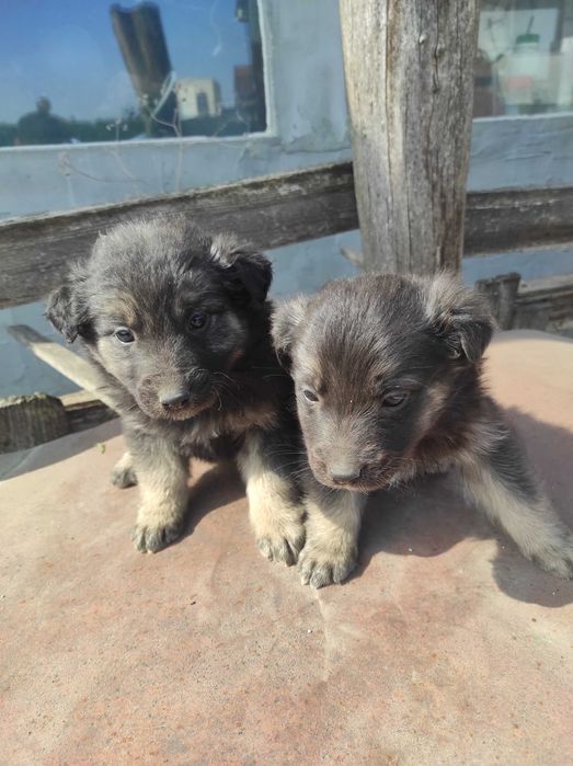 Подарявам кученца