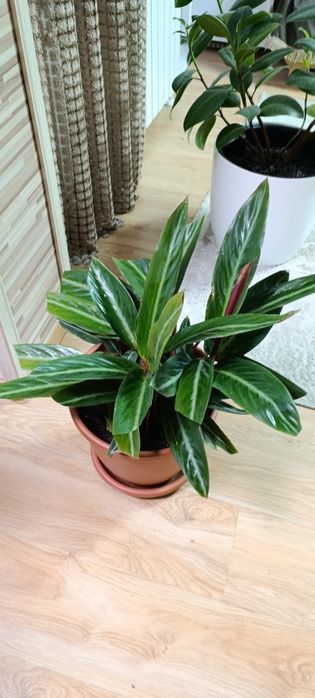 Продам строманту