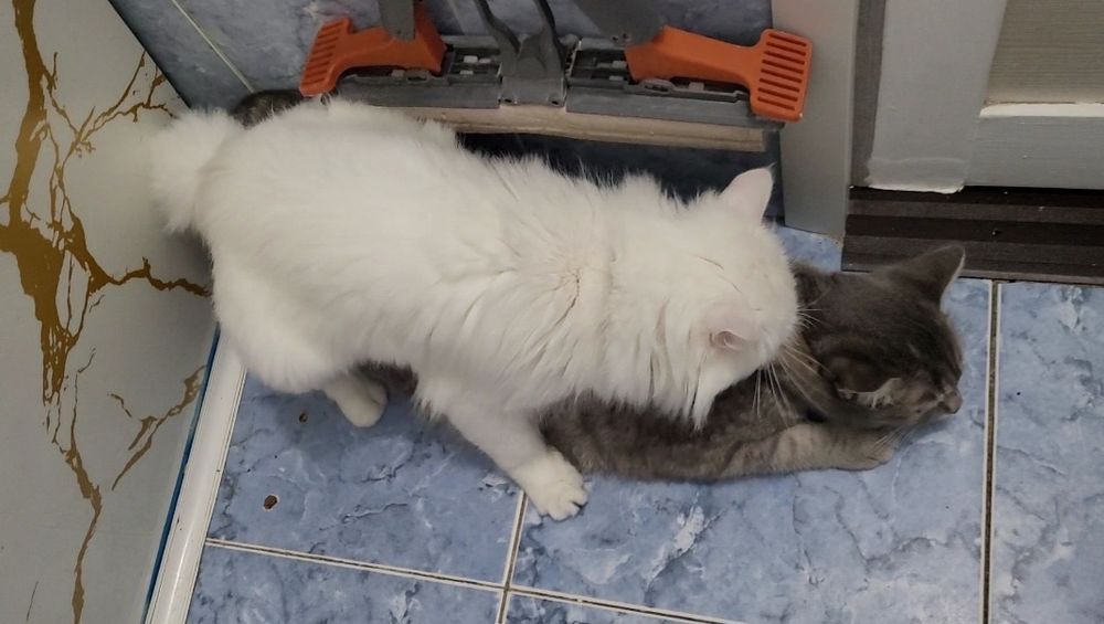 Вязка кот Турецкого Ангора