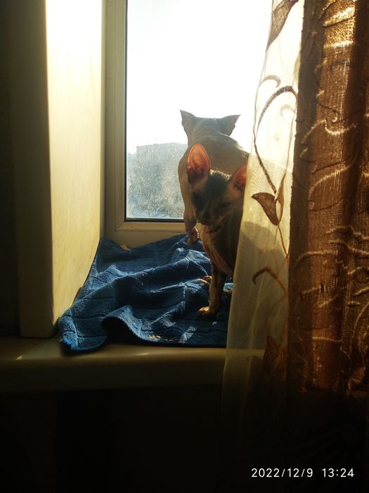 Сфинксы Донской и Египетский