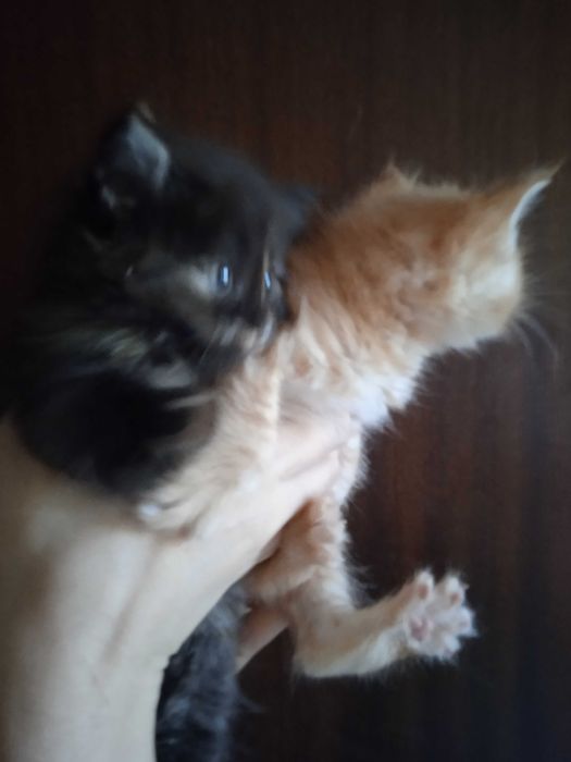 Красивые пушистые котятки, 35 дней.