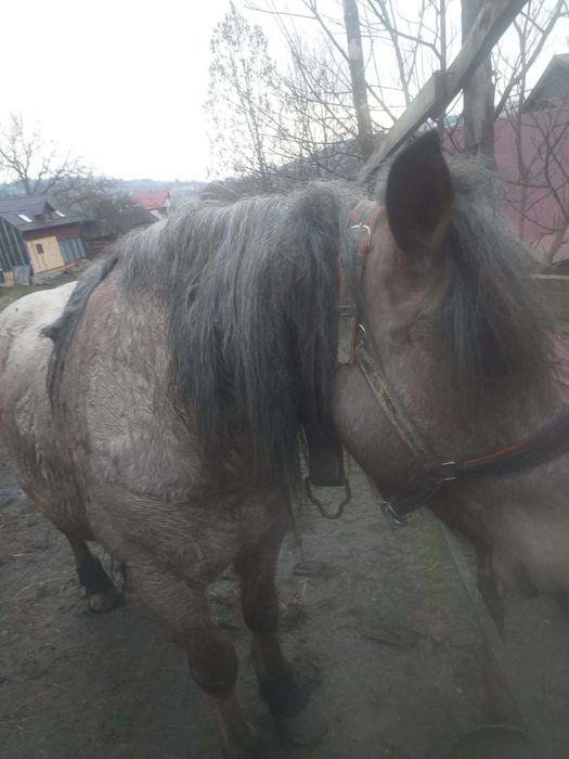 Cal de vanzare.mai multe detalii la telefon