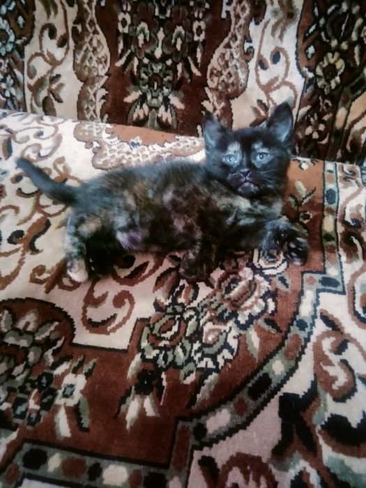 От дам даром  котенка