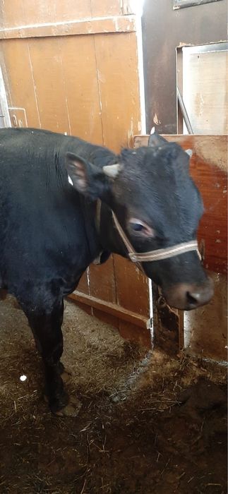 Продам Бык 8 месяцов