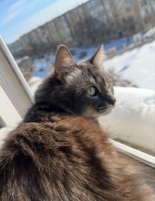 Кошка в добрые руки