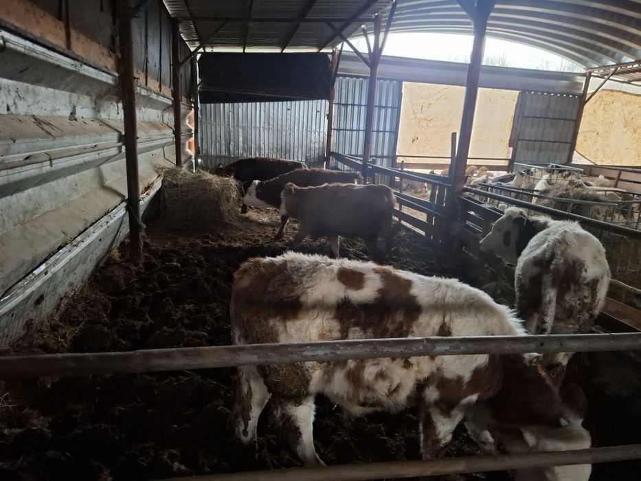 Vând 5 vitei  întercati