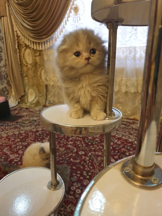 Toza zotli mushuk bolalari,