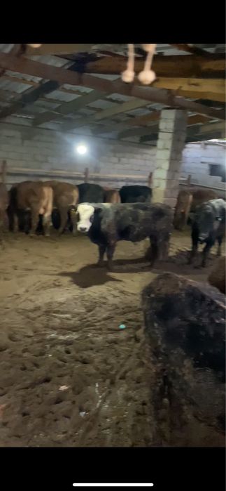 Бука быки нт крс мясо бойня убойна мал быков продам быков