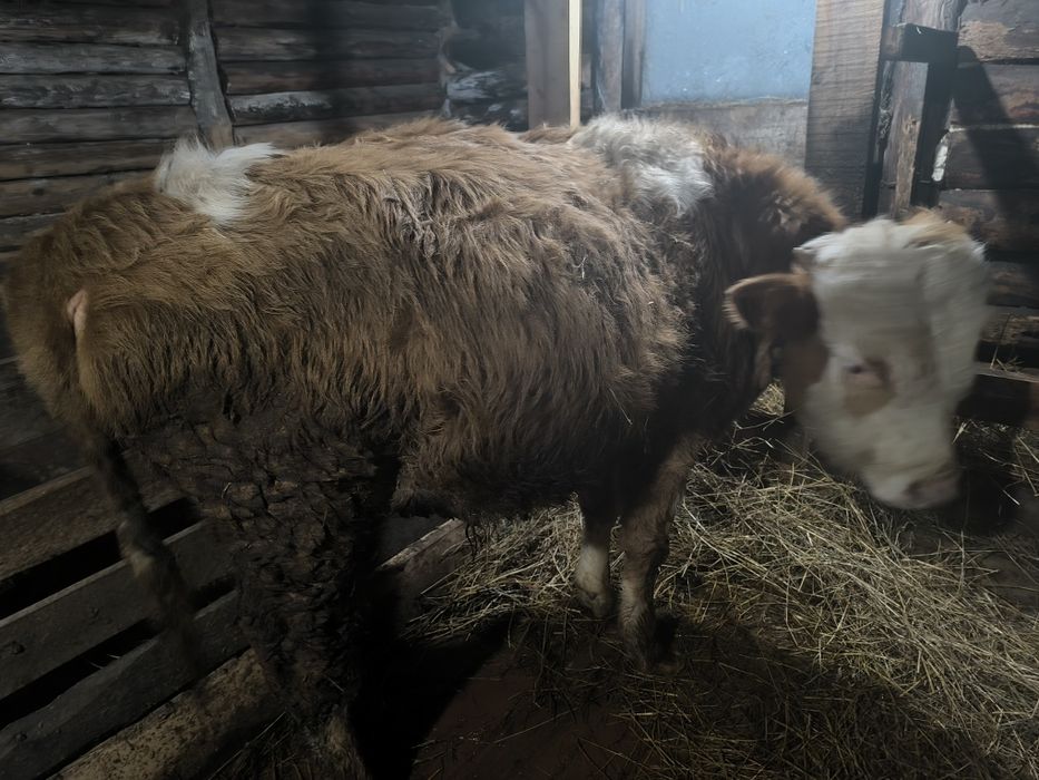 Продам годовалого бычка