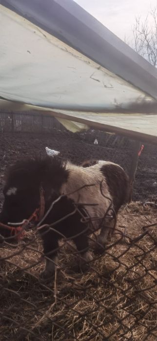 Vând ponei iapa gestanta de 12 ani