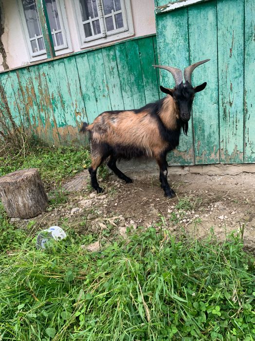 Vând țap sau schimb urgent