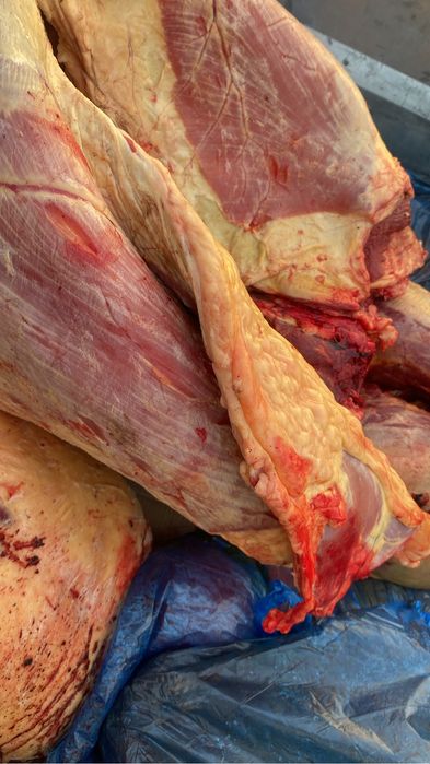 Согым сатамын(жабағы жылқы)