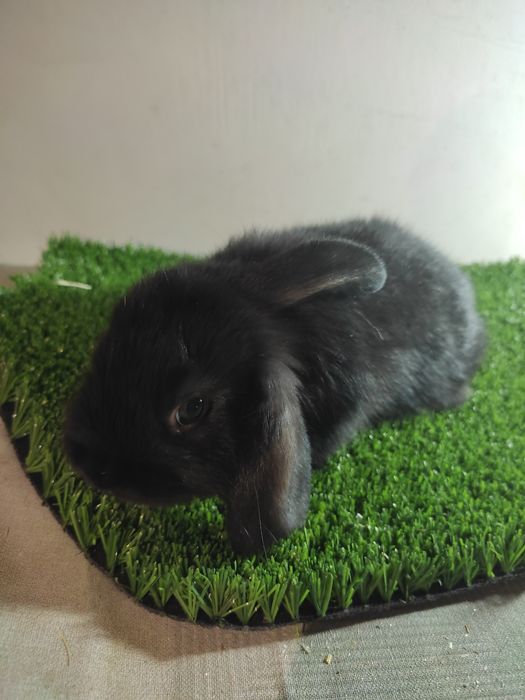 Quyon karlik baran bolalari