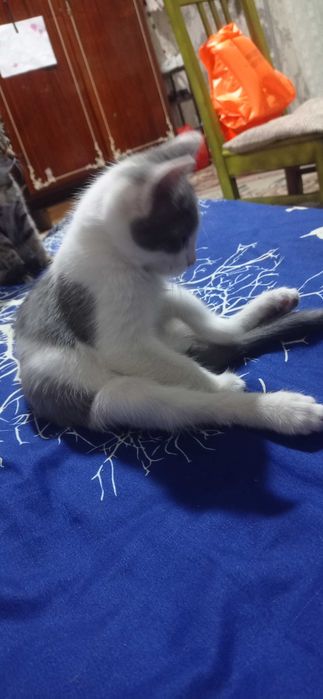 Котята отдам в добрые руки
