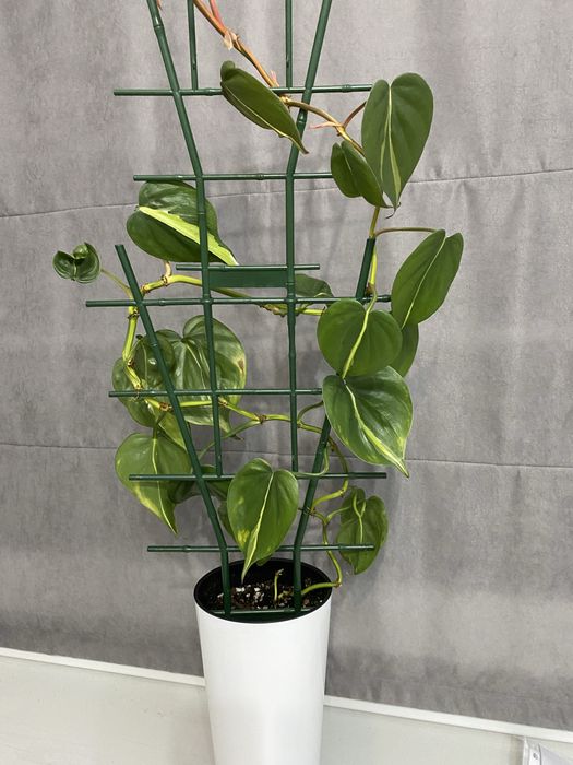 Продам цветок комнатный