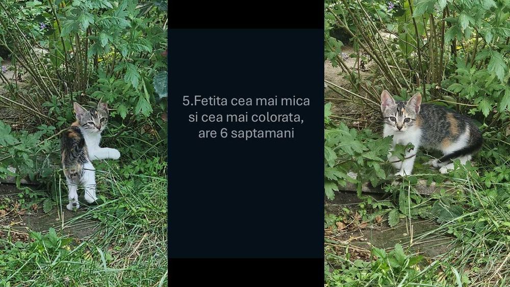 Donez pui de pisica -cautăm familii iubitoare!