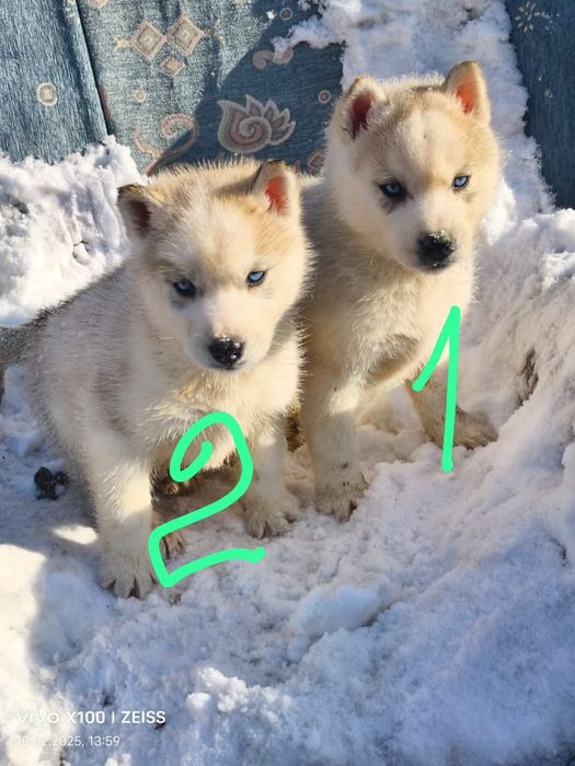 Продам щенков сибирский хаски