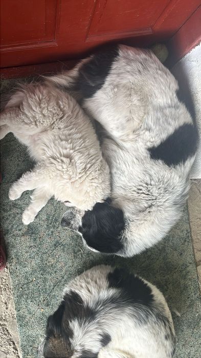 Donez cățeluș, are 4 luni, rasă metis