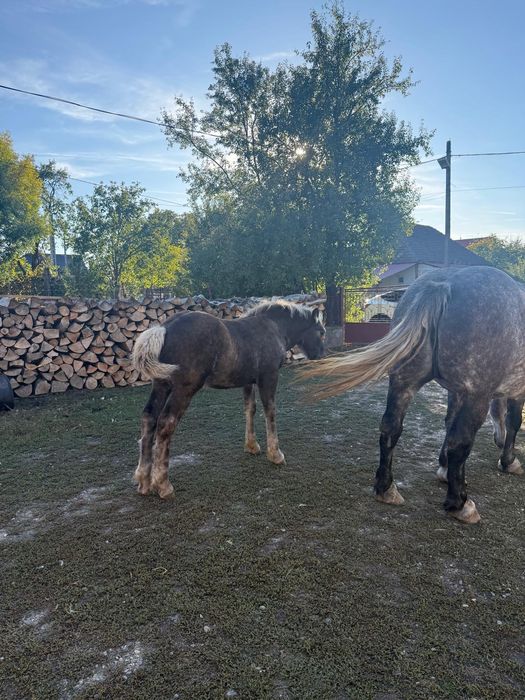 Vand manz din iapa din Bruno.