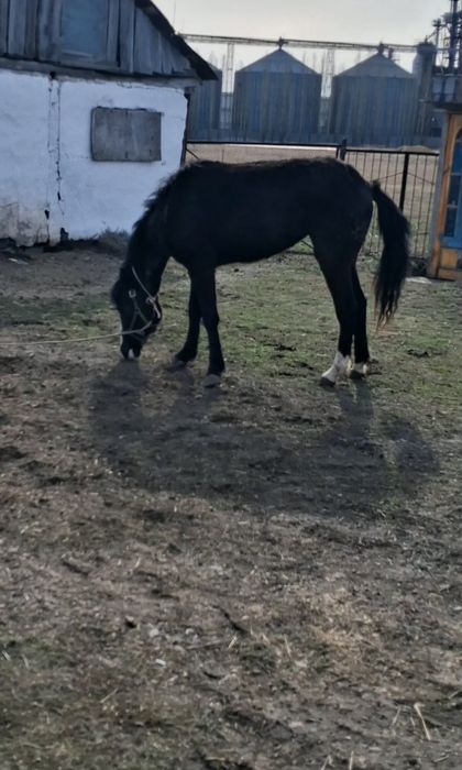 Продам лошадь тайдан,Байкала шыкты